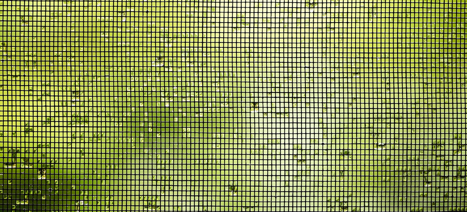 Komarniki so pravi rešitelj